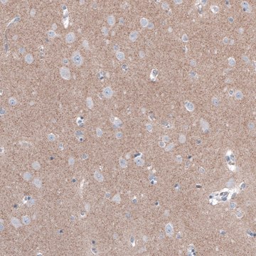 Anti-FCHSD2 antibody produced in rabbit Prestige Antibodies&#174; Powered by Atlas Antibodies, affinity isolated antibody, buffered aqueous glycerol solution