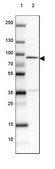 Anti-METTL13 antibody produced in rabbit Prestige Antibodies® Powered by Atlas Antibodies, affinity isolated antibody, buffered aqueous glycerol solution