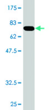 Monoclonal Anti-ARMC6 antibody produced in mouse clone 2H8, purified immunoglobulin, buffered aqueous solution