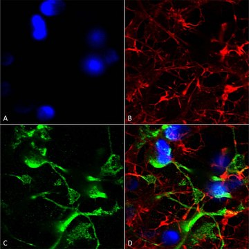 Monoclonal Anti-Alpha 2C Adrenergic Receptor - Biotin antibody produced in mouse clone S330A-80, purified immunoglobulin