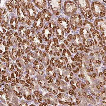 Anti-FAM78B antibody produced in rabbit Prestige Antibodies&#174; Powered by Atlas Antibodies, affinity isolated antibody, buffered aqueous glycerol solution