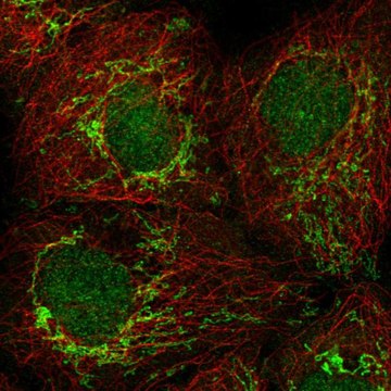 Anti-PSMG4 antibody produced in rabbit Prestige Antibodies&#174; Powered by Atlas Antibodies, affinity isolated antibody