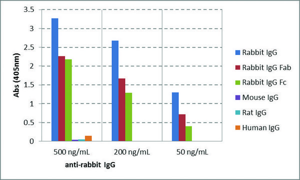 Anti-Rabbit IgG-Biotin antibody, Goat monoclonal recombinant, expressed in HEK 293 cells, clone RMG03, purified immunoglobulin