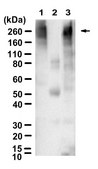 Anti-Poly(ADP-ribose) Antibody, clone 10H ZooMAb® Mouse Monoclonal recombinant, expressed in HEK 293 cells
