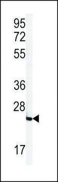 ANTI-FOLR2(N-TERMINAL) antibody produced in rabbit affinity isolated antibody, buffered aqueous solution