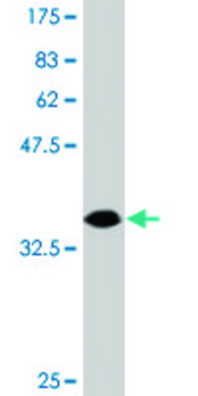 Monoclonal Anti-DIP2A antibody produced in mouse clone 4E6, purified immunoglobulin, buffered aqueous solution