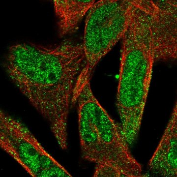 Anti-ADAMTS5 antibody produced in rabbit Prestige Antibodies&#174; Powered by Atlas Antibodies, affinity isolated antibody