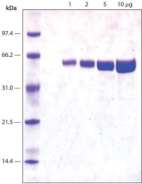 Luciferase from Photinus pyralis (firefly) recombinant, expressed in E. coli, lyophilized powder, &#8805;10×1010&#160;units/mg protein