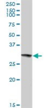 Anti-HMOX1 antibody produced in rabbit purified immunoglobulin, buffered aqueous solution