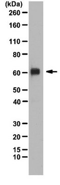 PRDM14抗体 from rabbit, purified by affinity chromatography