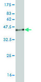 Monoclonal Anti-CIDEB antibody produced in mouse clone 2A10, purified immunoglobulin, buffered aqueous solution