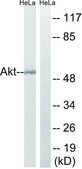 Anti-AKT antibody produced in rabbit affinity isolated antibody