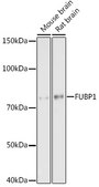 Anti-FUBP1 Antibody, clone 1G6X5, Rabbit Monoclonal
