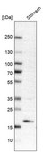 Anti-ANKRD22 antibody produced in rabbit Prestige Antibodies® Powered by Atlas Antibodies, affinity isolated antibody, buffered aqueous glycerol solution