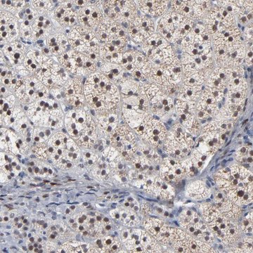 Anti-FOXN2 antibody produced in rabbit Prestige Antibodies&#174; Powered by Atlas Antibodies, affinity isolated antibody, buffered aqueous glycerol solution