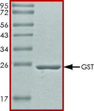 GST 蛋白，无标签 recombinant, expressed in E. coli, &#8805;70% (SDS-PAGE), buffered aqueous glycerol solution