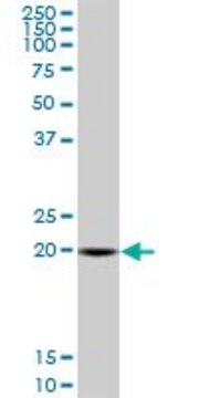 Monoclonal Anti-SAR1A antibody produced in mouse clone 3G5, purified immunoglobulin, buffered aqueous solution