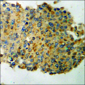 Anti-phospho-Tau (pThr181) antibody produced in rabbit affinity isolated antibody