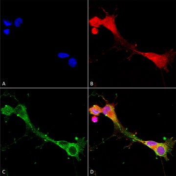 Monoclonal Anti-Glun2A/Nr2A - Apc antibody produced in mouse clone S327-95, purified immunoglobulin