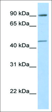 Anti-GTF2H4 antibody produced in rabbit affinity isolated antibody