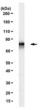 Anti-FMR1 Antibody, clone 1F1 clone 1F1, from mouse