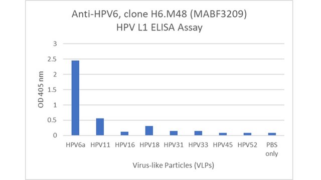 Anti-HPV6 Antibody, clone H6.M48