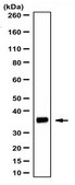 Anti-Galectin-4 Antibody from rabbit, purified by affinity chromatography