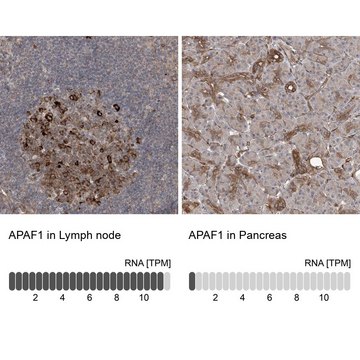 Anti-APAF1 antibody produced in rabbit Prestige Antibodies&#174; Powered by Atlas Antibodies, affinity isolated antibody, buffered aqueous glycerol solution