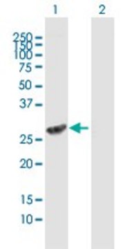 Anti-FMO5 antibody produced in mouse purified immunoglobulin, buffered aqueous solution