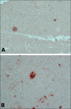 Anti-&#946;-Amyloid antibody, Mouse monoclonal clone BAM-10, purified from hybridoma cell culture