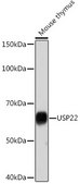 Anti-USP22 Antibody, clone 9C7I8, Rabbit Monoclonal