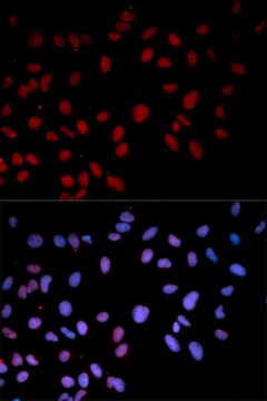 Anti-Phospho-p38 MAPK-T180 antibody produced in rabbit