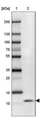 Anti-SLURP1 antibody produced in rabbit Prestige Antibodies® Powered by Atlas Antibodies, affinity isolated antibody, buffered aqueous glycerol solution