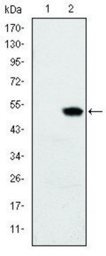 Monoclonal Anti-RBP4 antibody produced in mouse clone 4C2, ascites fluid