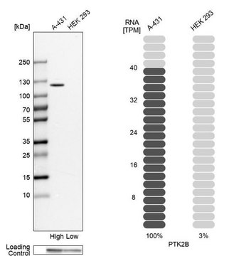 Anti-PTK2B antibody produced in rabbit Prestige Antibodies&#174; Powered by Atlas Antibodies, affinity isolated antibody, buffered aqueous glycerol solution, ab1