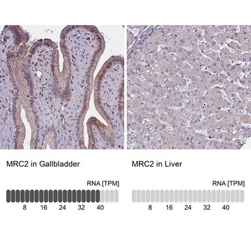 Anti-MRC2 antibody produced in rabbit Prestige Antibodies&#174; Powered by Atlas Antibodies, affinity isolated antibody, buffered aqueous glycerol solution