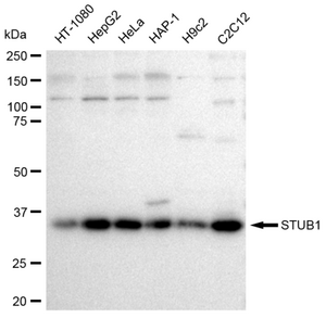 KD-Validated Anti STUB1 Antibody, clone 23GB2345, Rabbit Monoclonal clone 23GB2345, recombinant rabbit monoclonal, expressed in HEK293 cells
