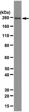 Anti-RNA polymerase II subunit B1 Antibody, clone 4F8 clone 4F8, from rat