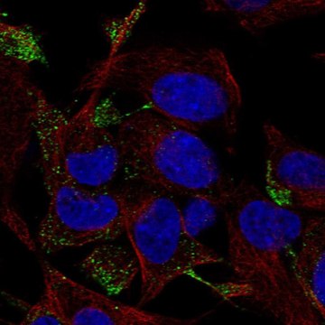 Anti-RHOQ antibody produced in rabbit Prestige Antibodies&#174; Powered by Atlas Antibodies, affinity isolated antibody