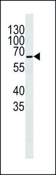 ANTI-COXI (CENTER) antibody produced in rabbit IgG fraction of antiserum, buffered aqueous solution