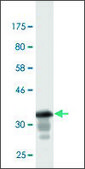Monoclonal Anti-GML, (C-terminal) antibody produced in mouse clone 1E7, purified immunoglobulin, buffered aqueous solution