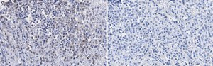 Anti-SSNA1 Antibody, clone 4C4 ZooMAb® Rabbit Monoclonal recombinant, expressed in HEK 293 cells