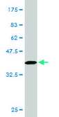 Monoclonal Anti-IL23R antibody produced in mouse clone 3D7, purified immunoglobulin, buffered aqueous solution