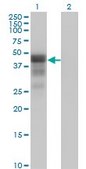 Monoclonal Anti-DMRT1 antibody produced in mouse clone 1G11, purified immunoglobulin, buffered aqueous solution