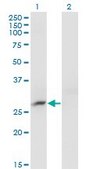 Monoclonal Anti-CRYBB3, (C-terminal) antibody produced in mouse clone 4H6, purified immunoglobulin, buffered aqueous solution