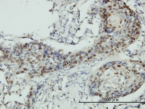 Monoclonal Anti-RNMT antibody produced in mouse clone 3H3-1D12, purified immunoglobulin, buffered aqueous solution