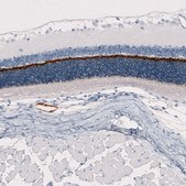 Monoclonal Anti-ANO2 antibody produced in mouse Prestige Antibodies® Powered by Atlas Antibodies, clone CL10632, purified antibody (Protein A)