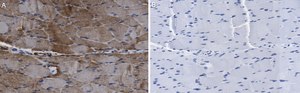 Anti-ACAD10 Antibody, clone 3J20 ZooMAb® Rabbit Monoclonal recombinant, expressed in HEK 293 cells