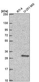 Anti-XRCC3 antibody produced in rabbit Prestige Antibodies® Powered by Atlas Antibodies, affinity isolated antibody