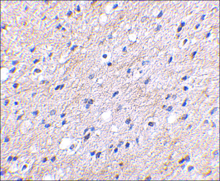 Anti-NIPSNAP (ab2) antibody produced in rabbit affinity isolated antibody, buffered aqueous solution